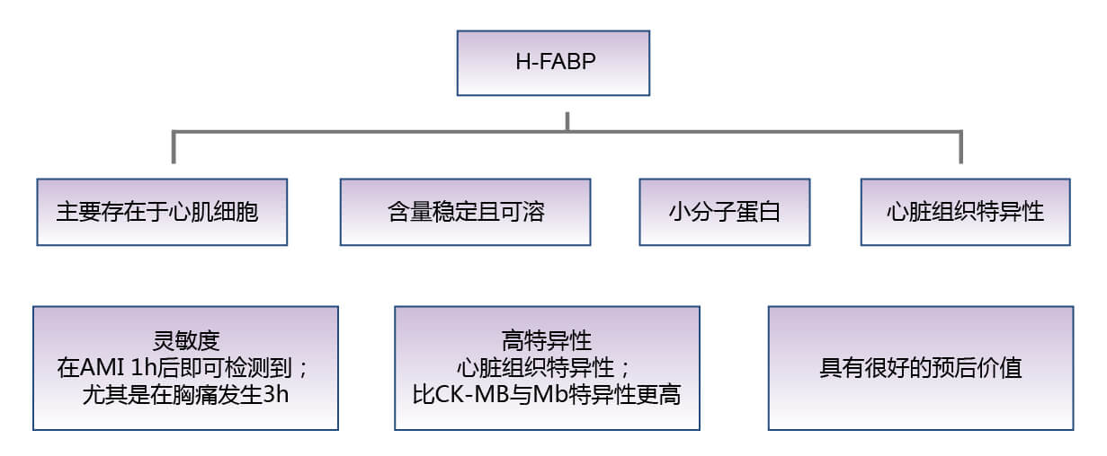 心臟型脂肪酸結(jié)合蛋白（H-FABP）的生物學功能